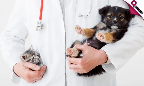 Shield your Pet with a Vaccination & Consultation!
